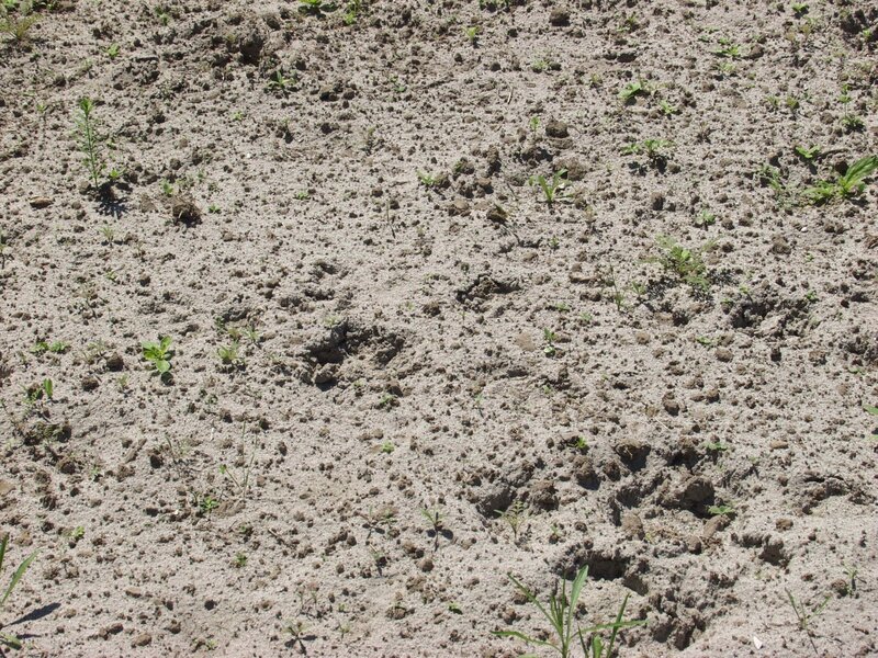 dry soil with sparse weeds
