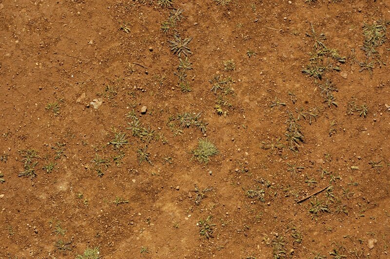 dry soil with sparse weeds