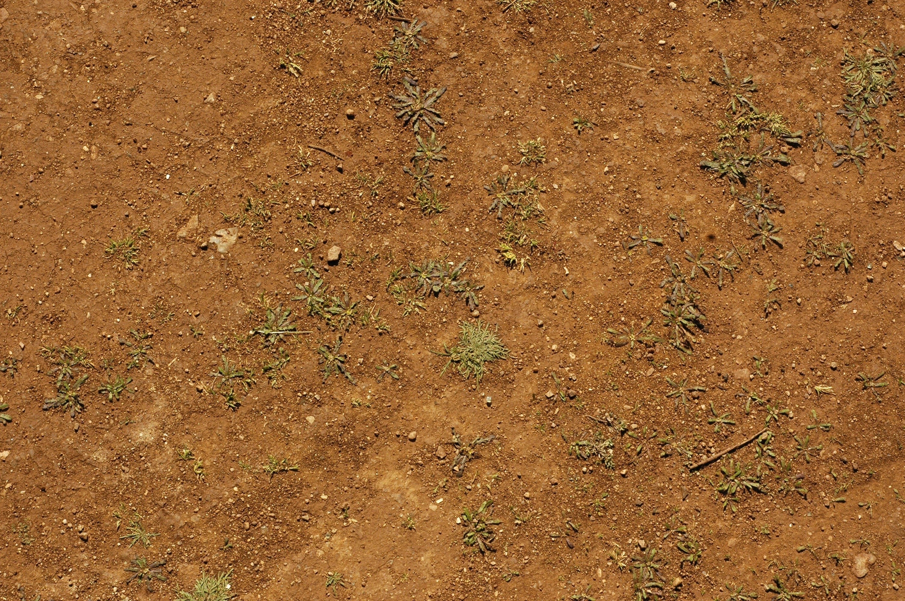 dry soil with sparse weeds