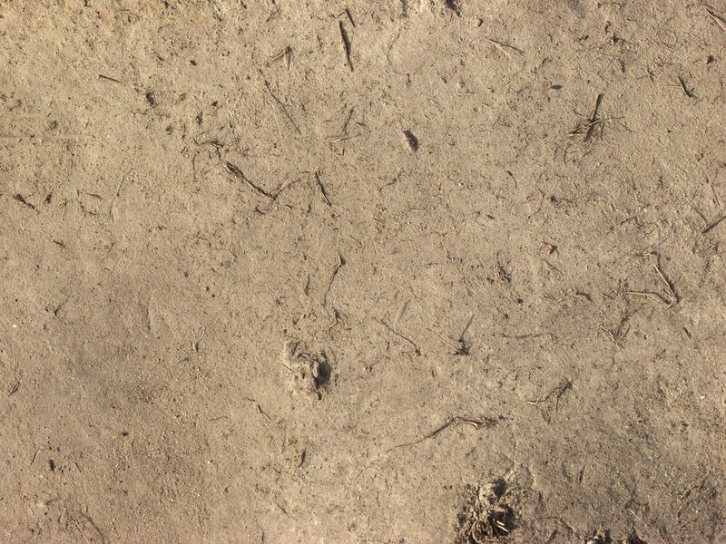 dry soil with twigs
