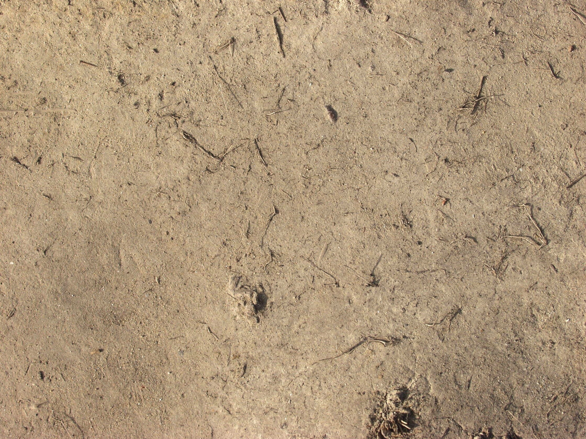 dry soil with twigs