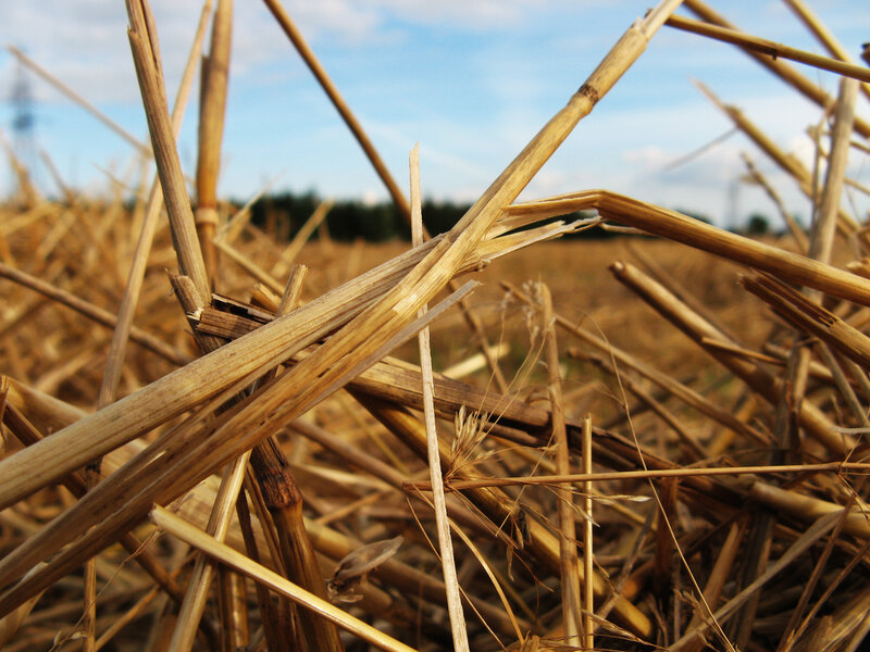 dry straw in a field
