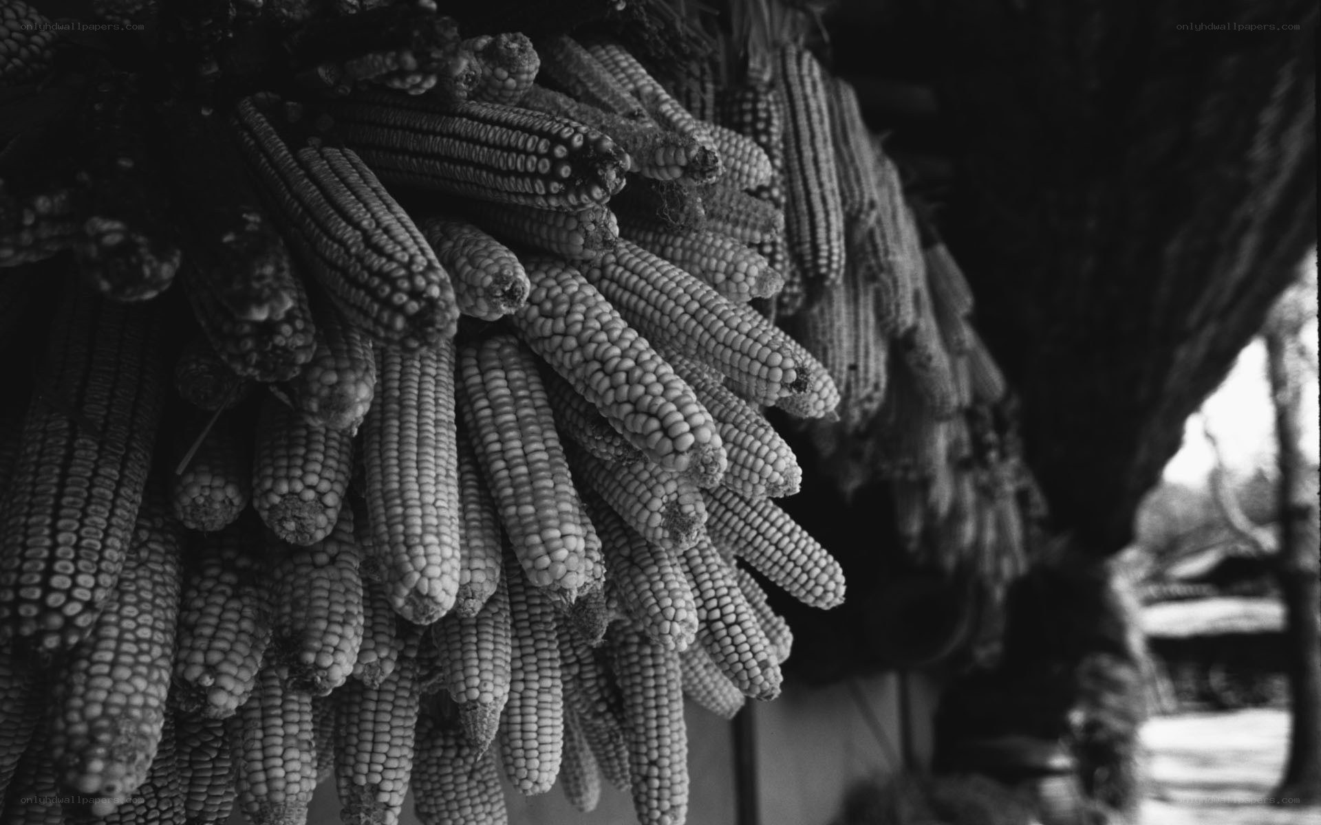 Drying corn cobs in black and white