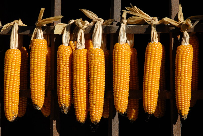 Drying corn cobs on a rack