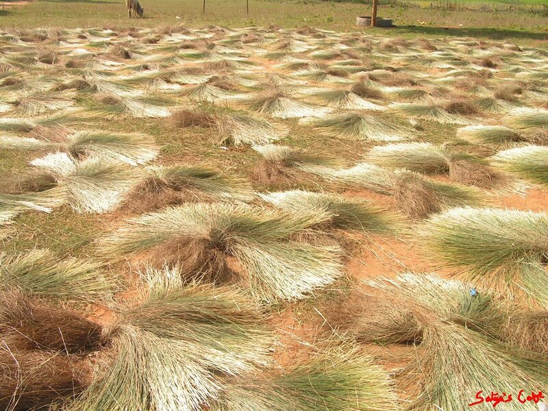 Drying grass bundles in a field