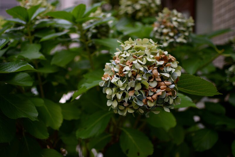 drying hydrangea flower cluster