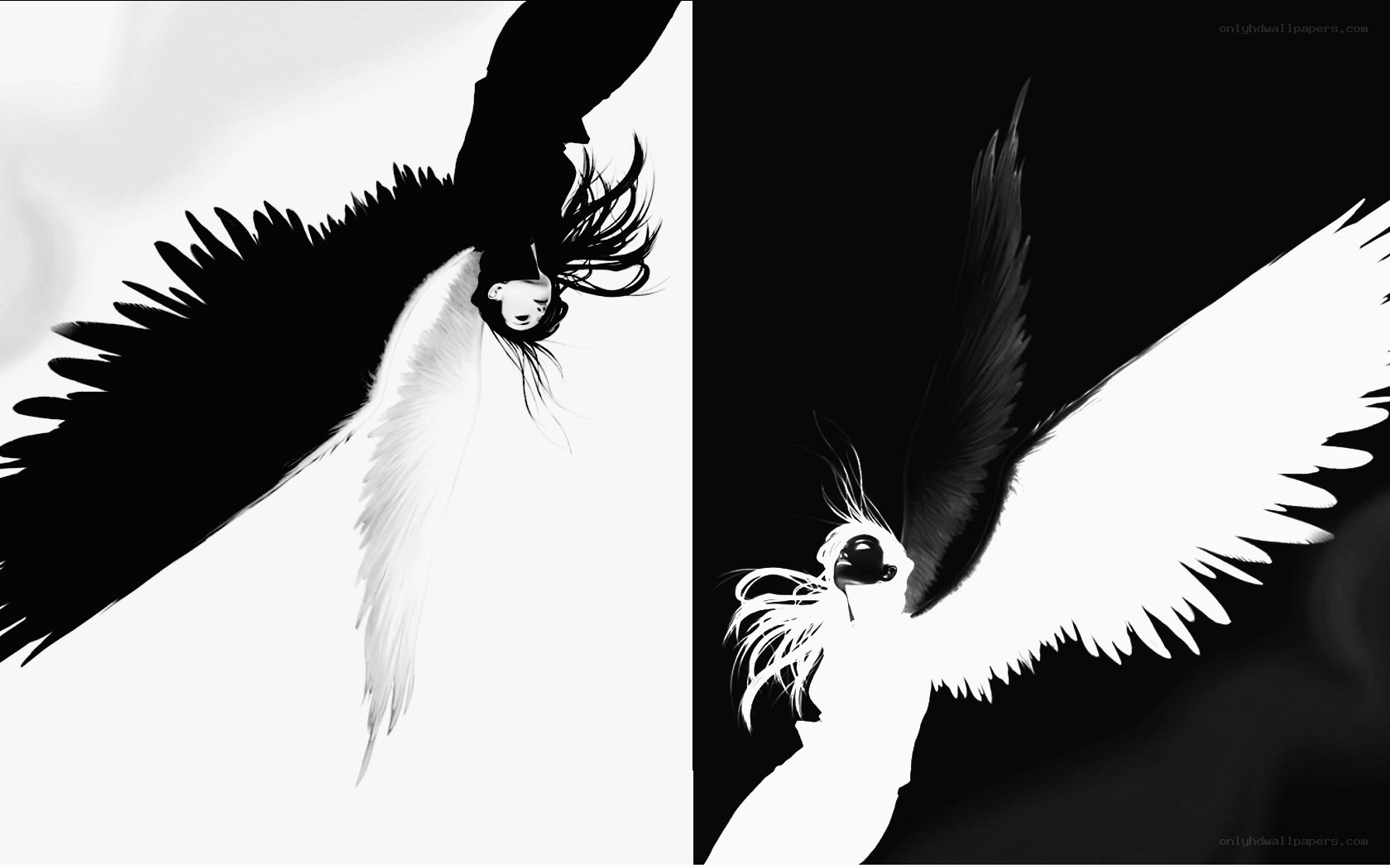 dual angel wings artwork