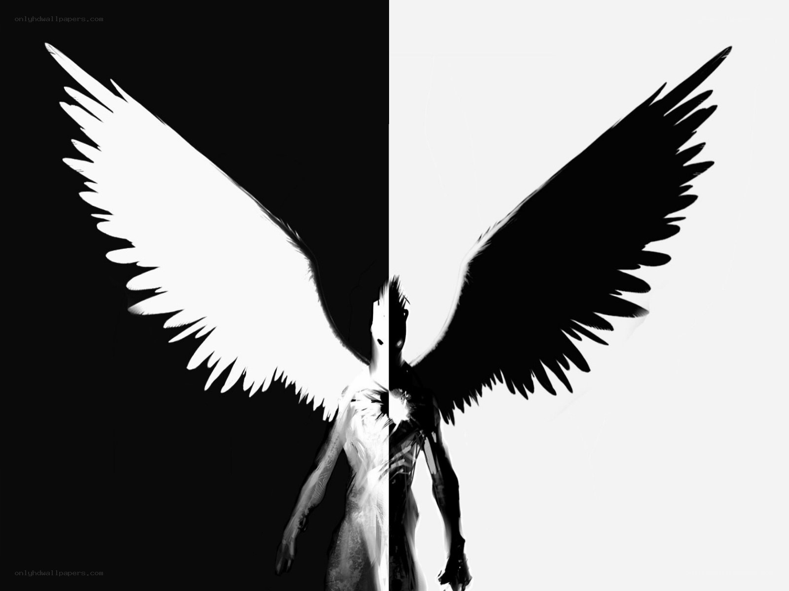 dual angel wings