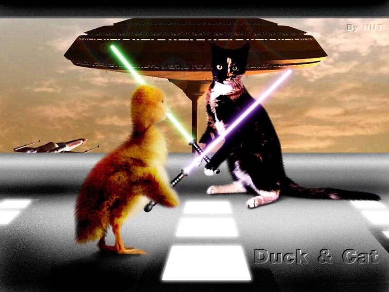 Duck and Cat Duel