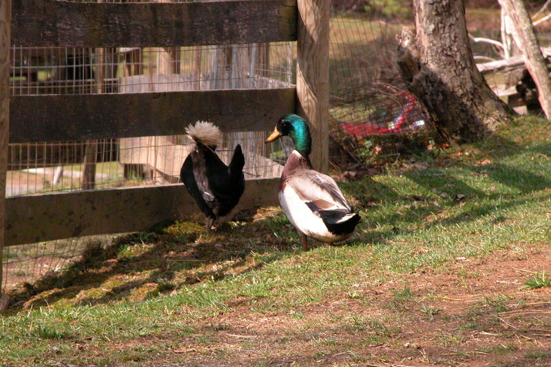 Duck and chicken near fence
