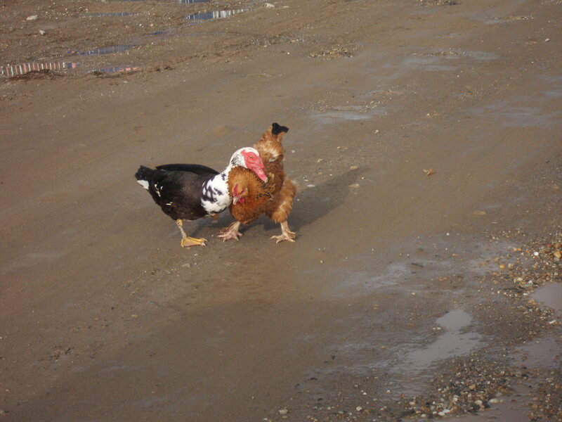 Duck and Chicken on Mud