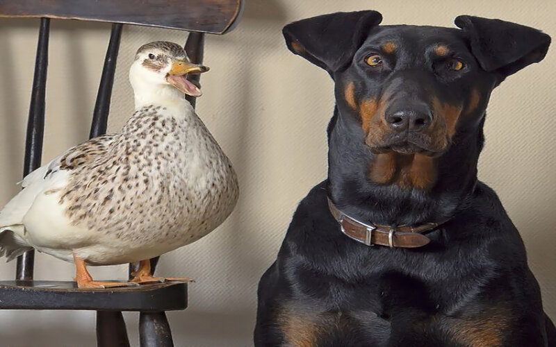 Duck and Dog on Chair