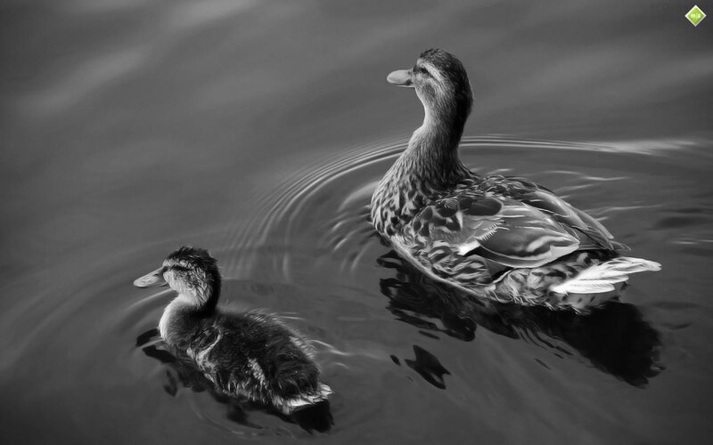 Duck and Duckling — Black, Serene, Photograph, Water, Ripples, White, Gray
