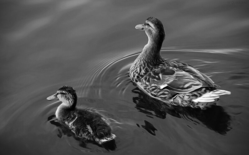 Duck and Duckling — Black, Serene