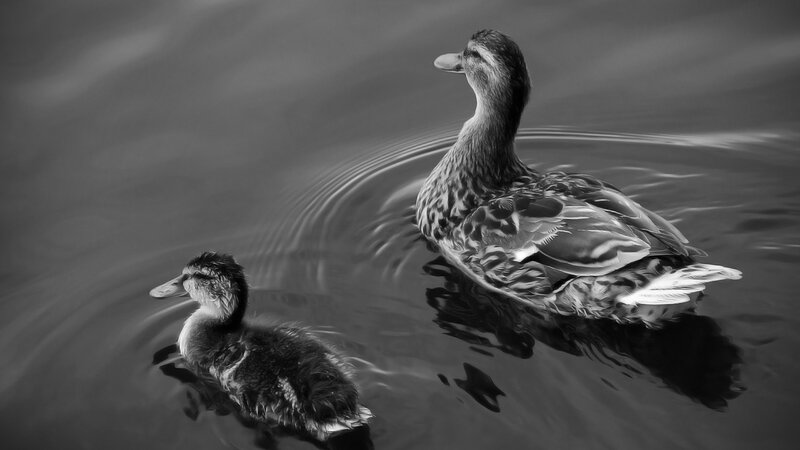 Duck and Duckling — Black