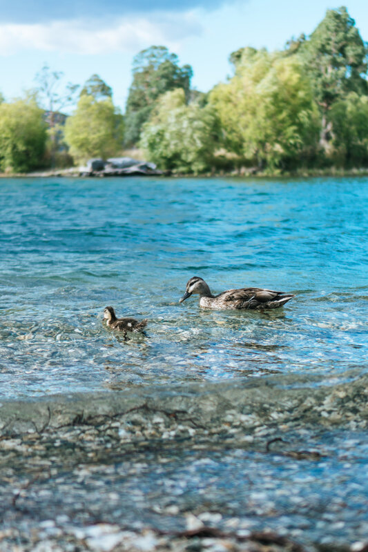 Duck and Duckling — Blue