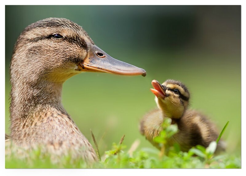 Duck and Duckling — Brown