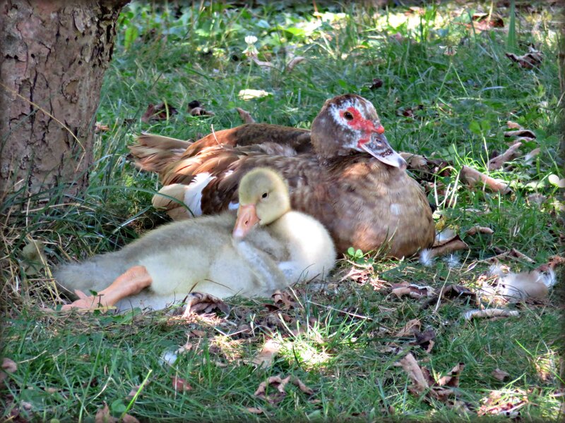 Duck and Duckling — Green, Peaceful