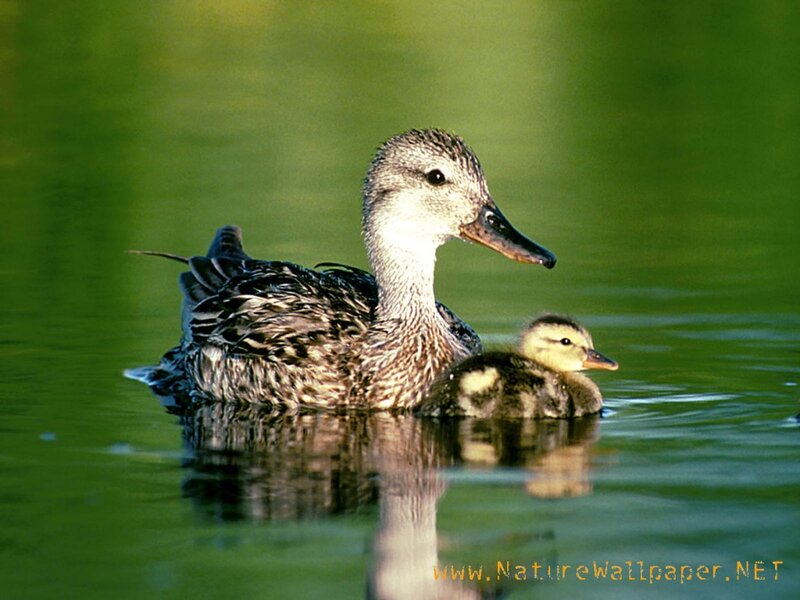 Duck and Duckling — Green