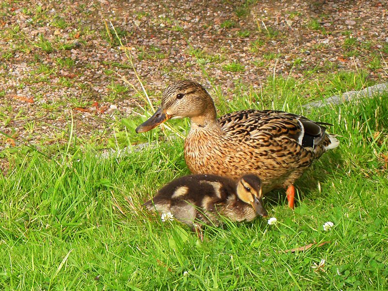 Duck and duckling in grass