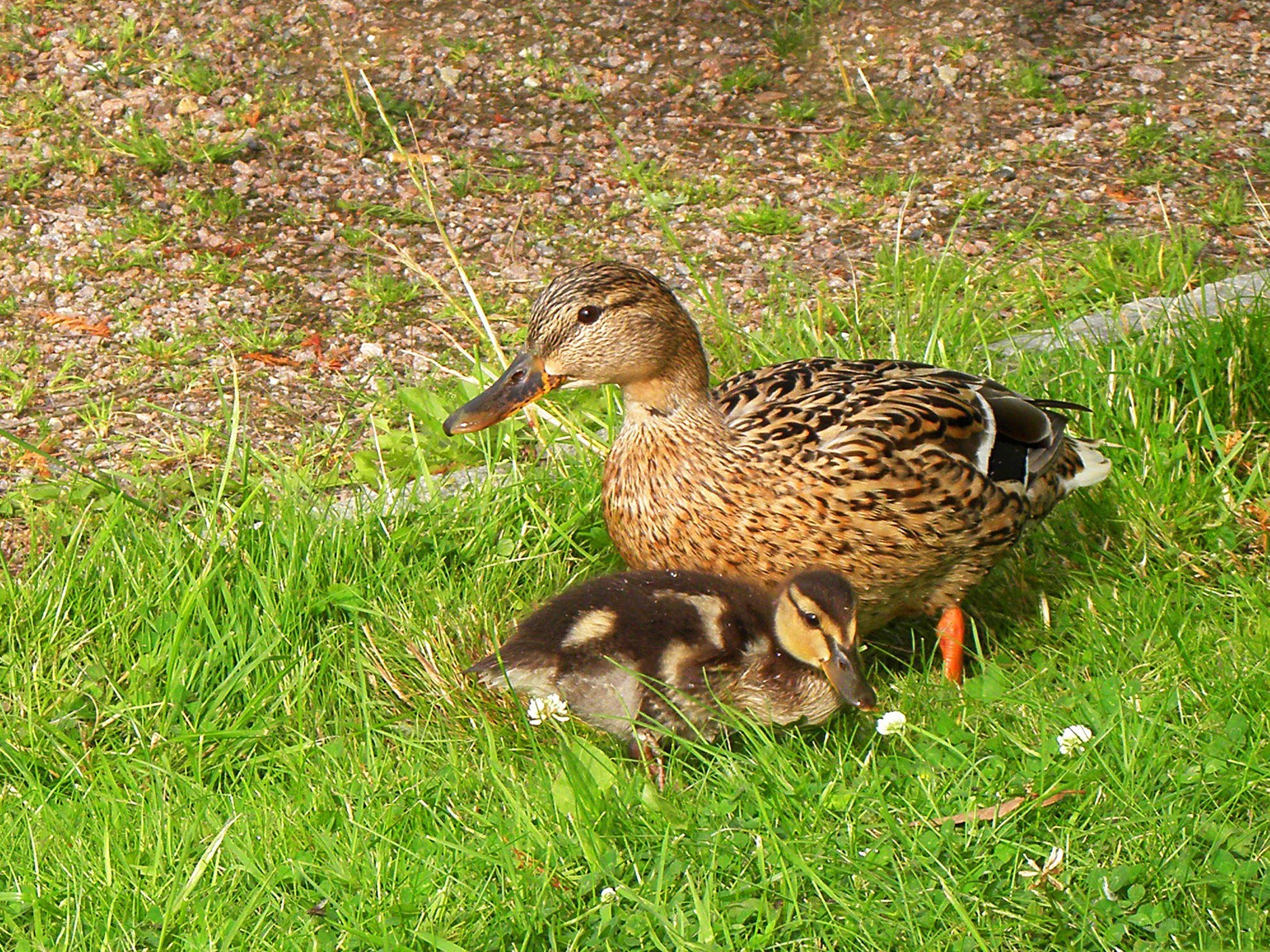 Duck and duckling in grass