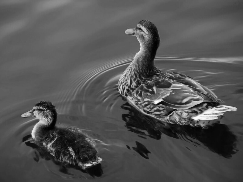 Duck and duckling on water