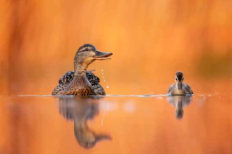 Duck and Duckling — Orange