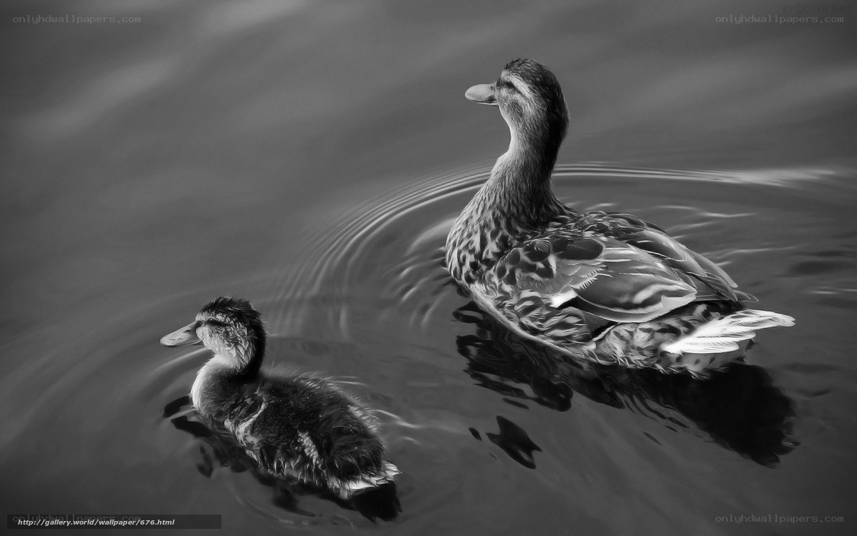 Duck and duckling swimming