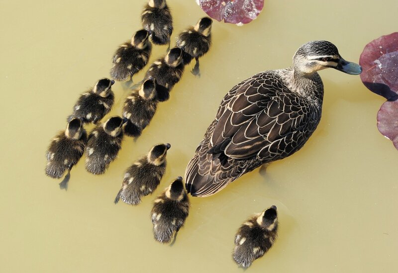 Duck and Ducklings — Brown, Serene
