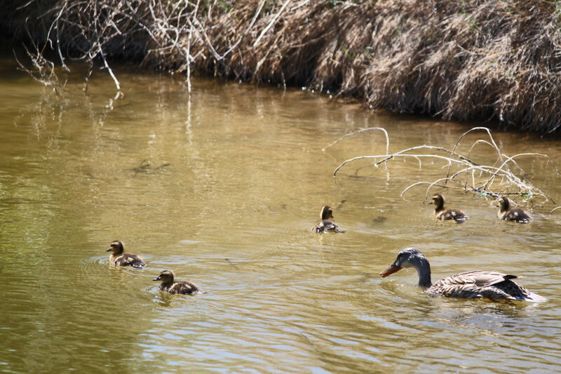 Duck and Ducklings — Brown
