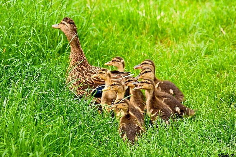 Duck and Ducklings — Green, Peaceful