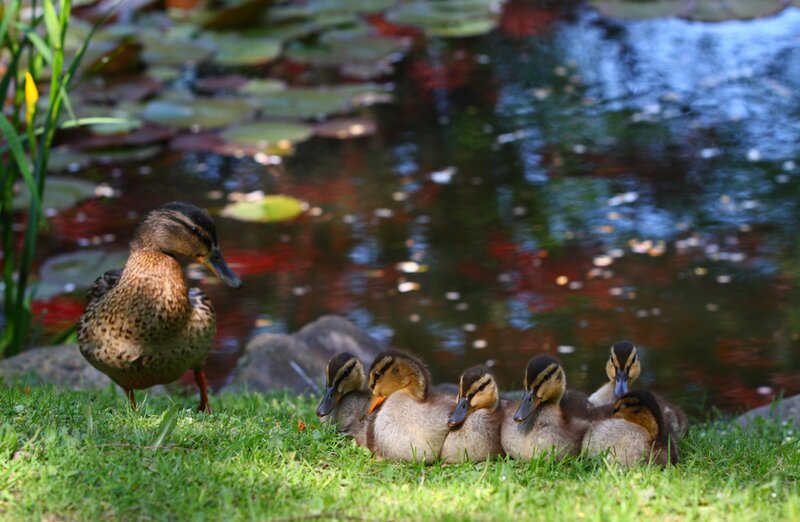 Duck and Ducklings — Green, Serene, Afternoon