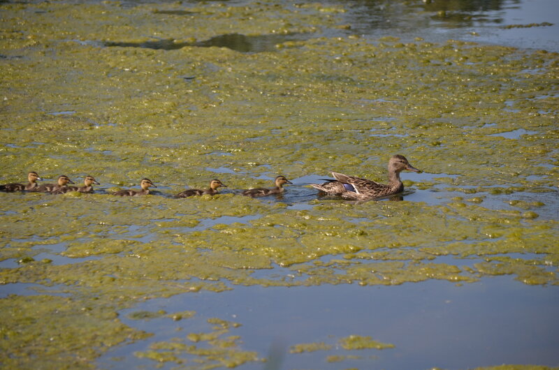 Duck and Ducklings — Green, Serene