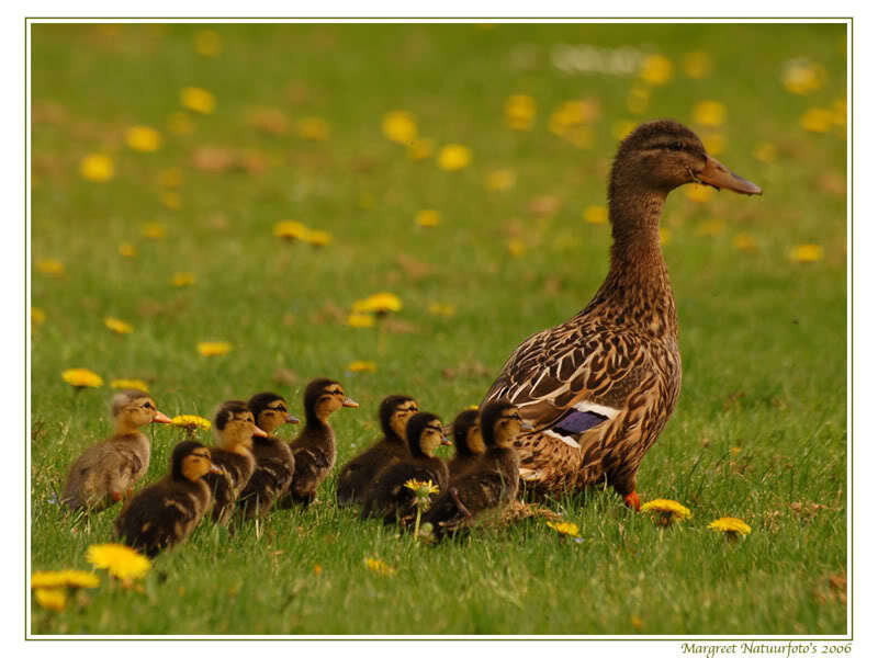 Duck and Ducklings — Green