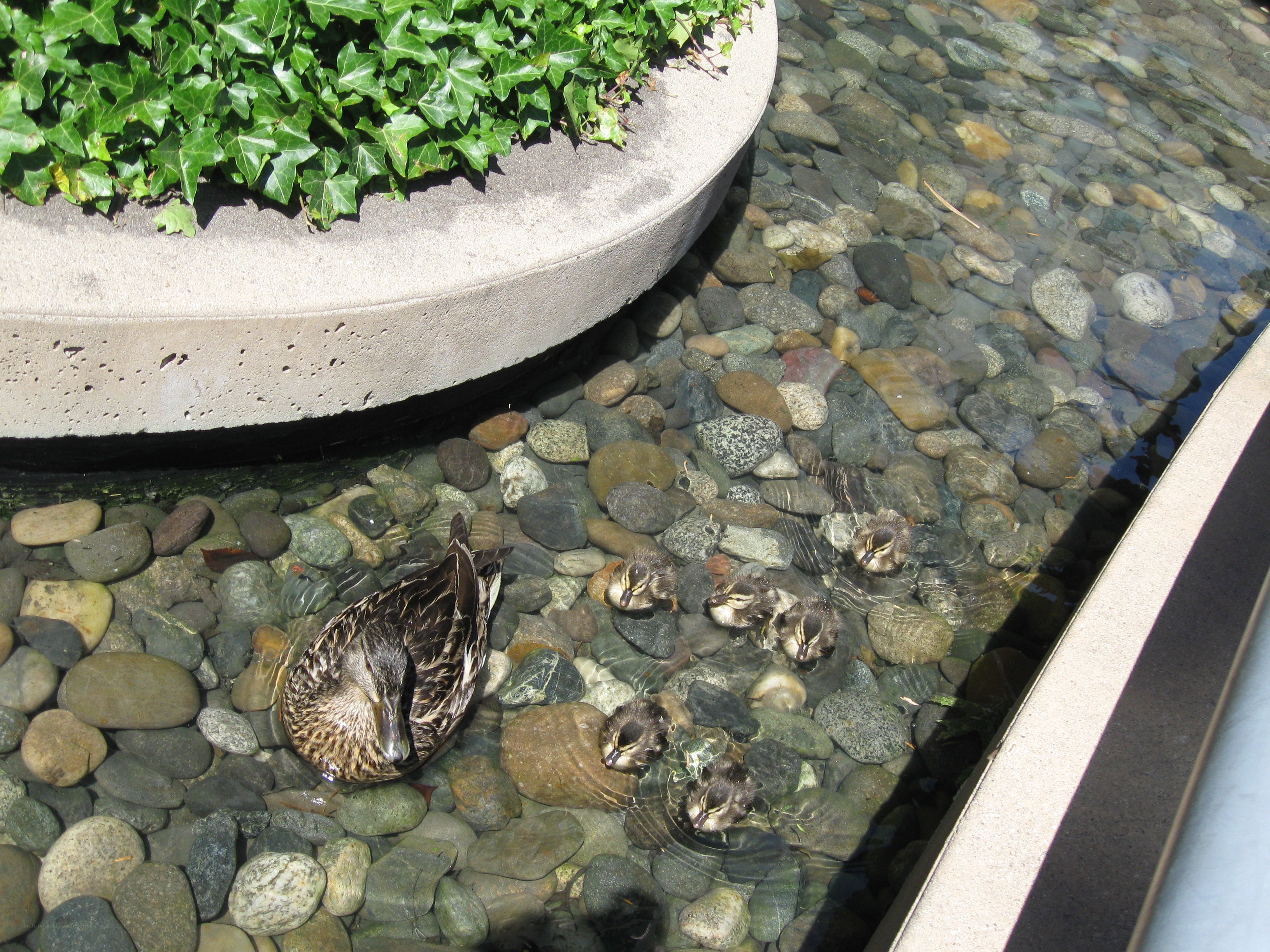 Duck and ducklings in a pond