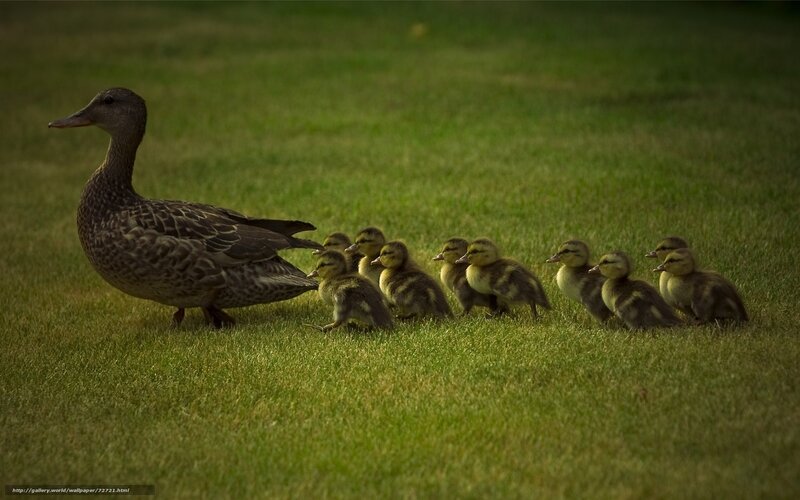 Duck and ducklings on grass