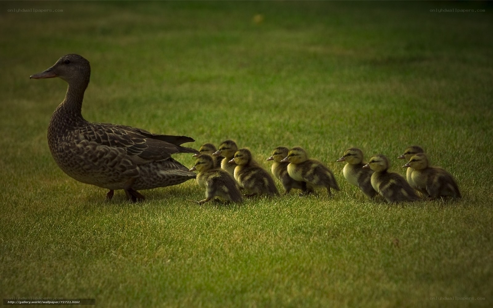 Duck and ducklings on grass