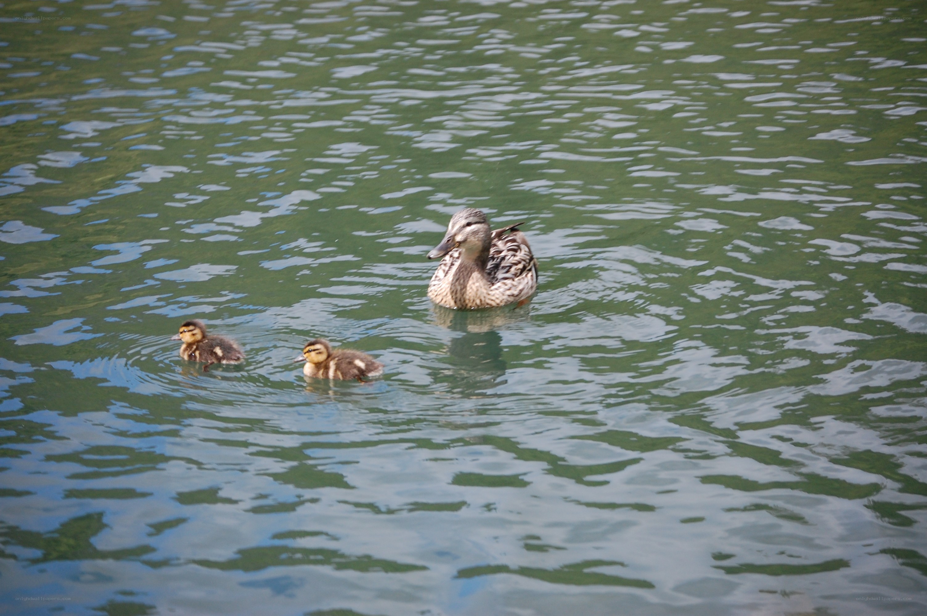 Duck and ducklings swimming