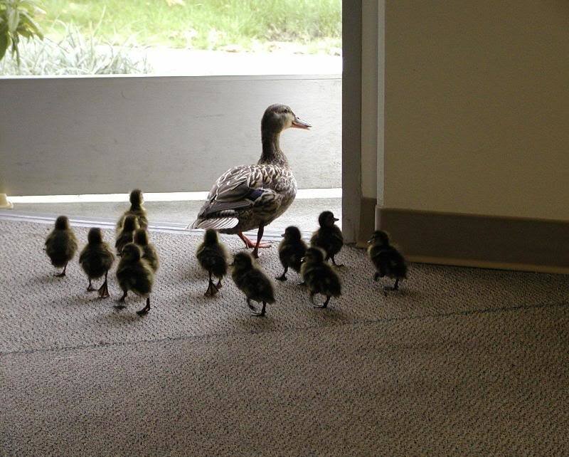 Duck and Ducklings
