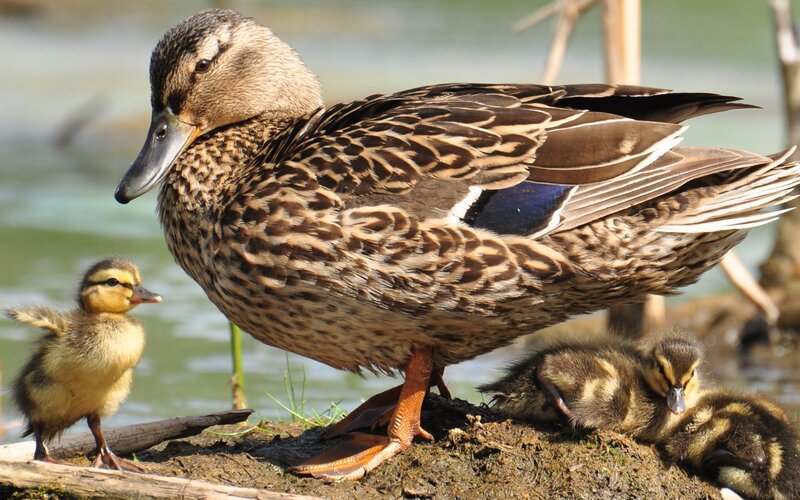 Duck and her ducklings