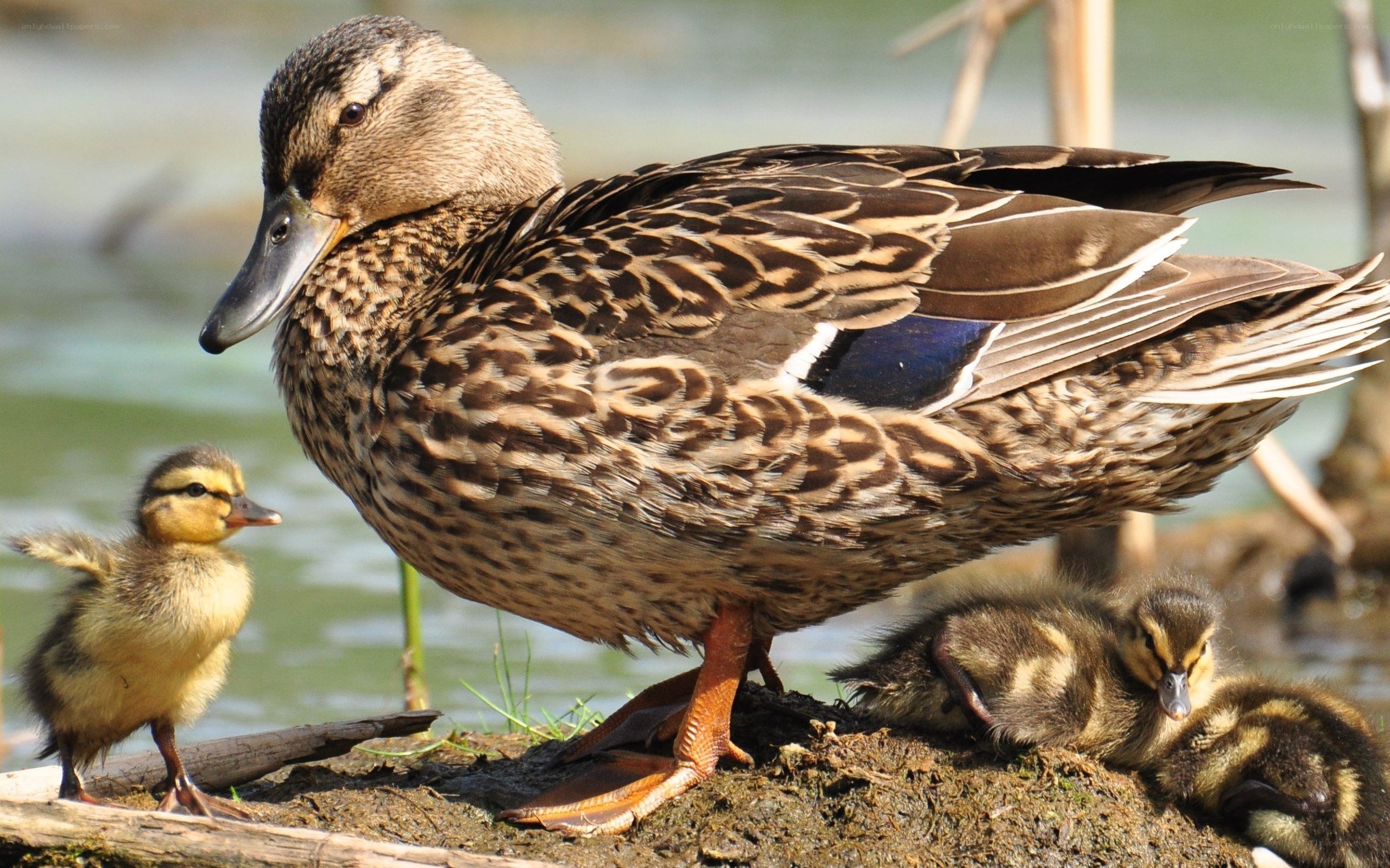 Duck and her ducklings