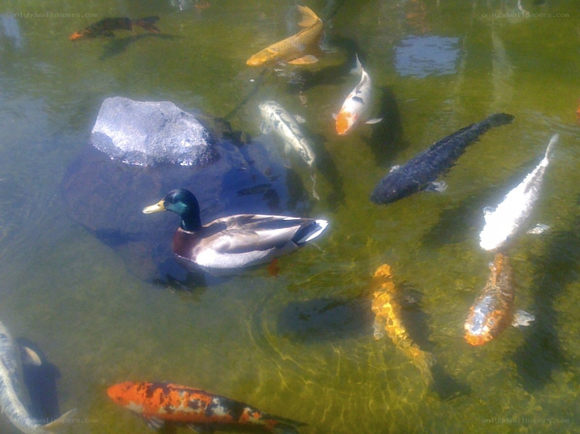 Duck and koi fish in pond