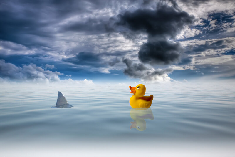 Duck and shark fin in calm sea