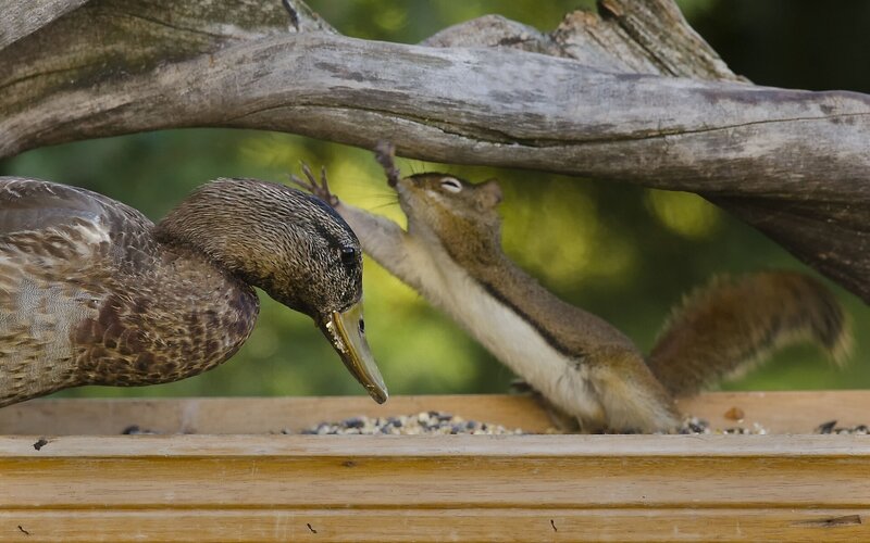 Duck and Squirrel at Feeder