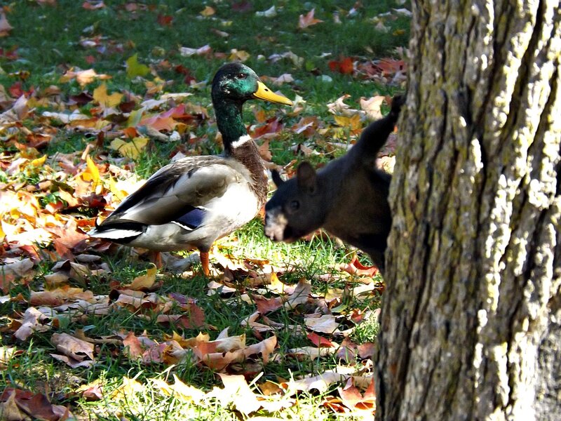 Duck and Squirrel