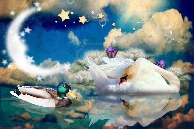 Duck and Swan on Water