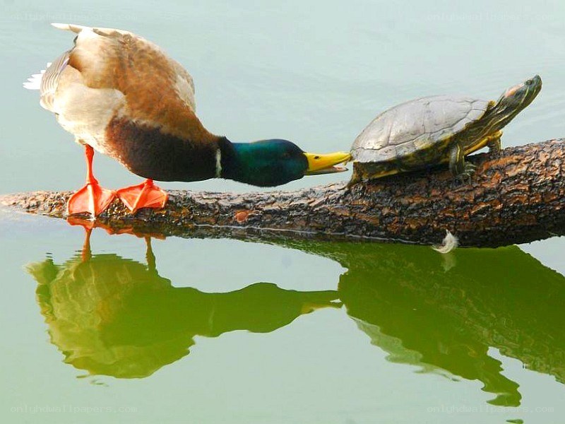 Duck and turtle on a log