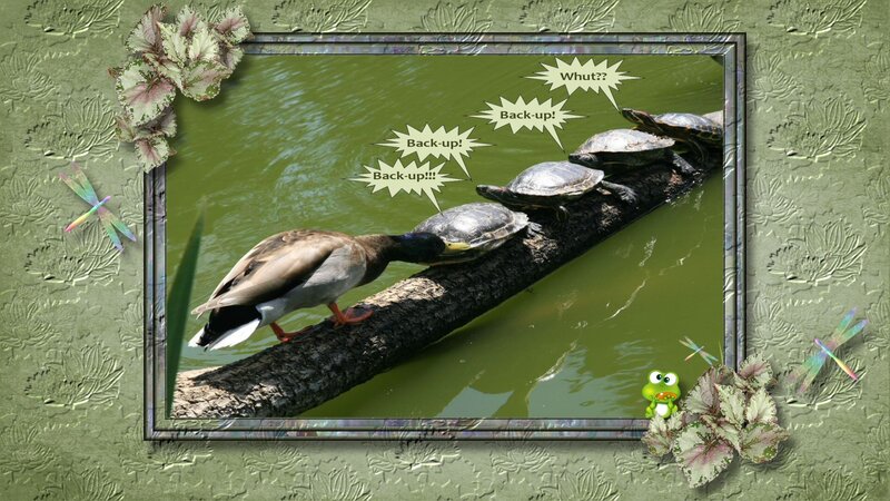 Duck and Turtles on Log