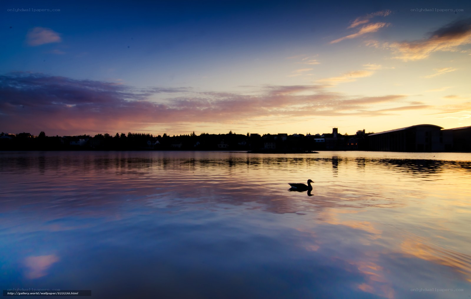 Duck at sunset on a calm lake