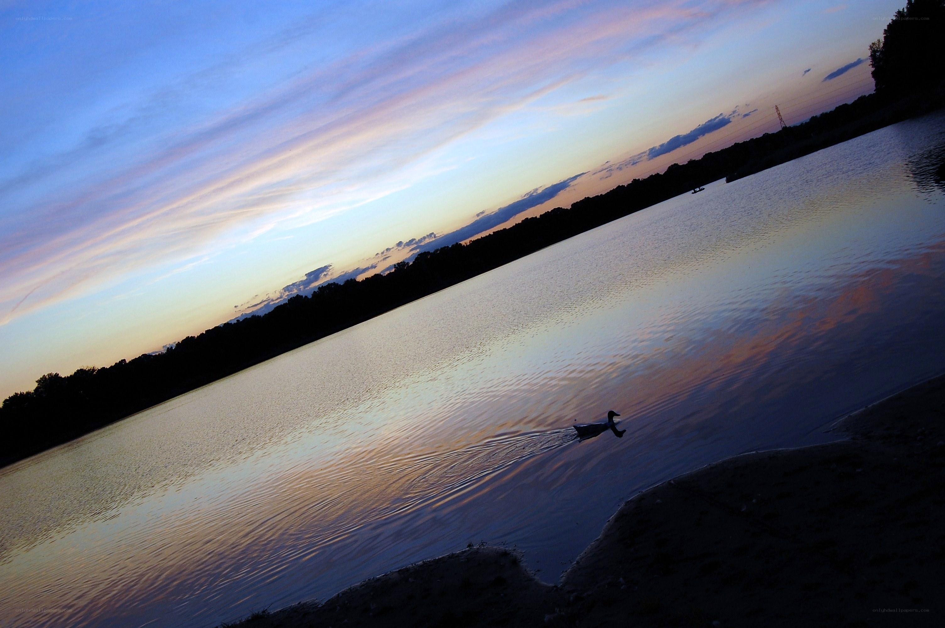 Duck at sunset on a lake